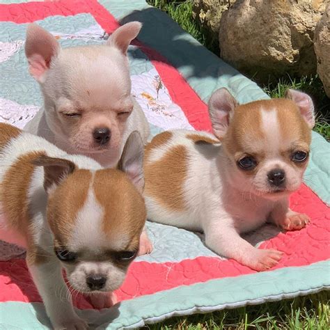 Chihuahua Puppies For Sale | New York, NY #349789