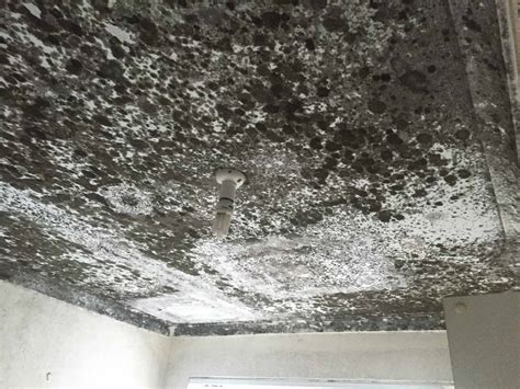 Black Mould Removal