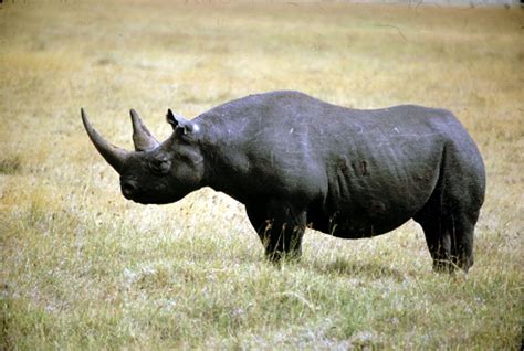 Black Rhinoceros