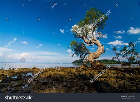 705 Bawean Images, Stock Photos & Vectors | Shutterstock