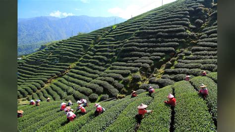 Visit these stunning Tea Gardens in Darjeeling | NewsTrack English 1