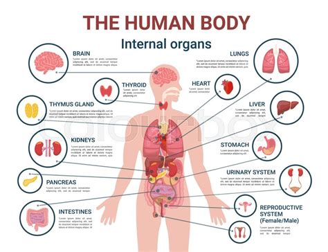 Internal Organs Of The Body And Their Functions