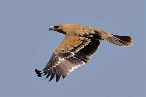 Spanish imperial eagle - Alchetron, The Free Social Encyclopedia