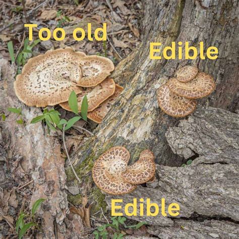 Dryad's Saddle, A Unique And Tasty Mushroom Eat The Planet, 46% OFF