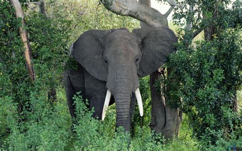 Download Jungle Animals Elephants African Elephant Bull Trees ...