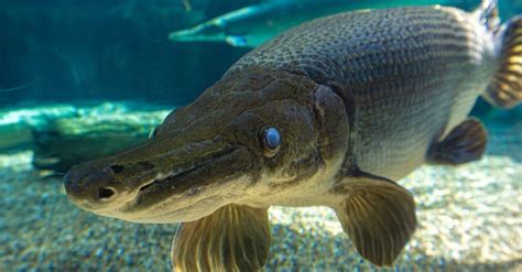 Discover the Largest Longnose Gar Ever Caught in Florida - IMP WORLD