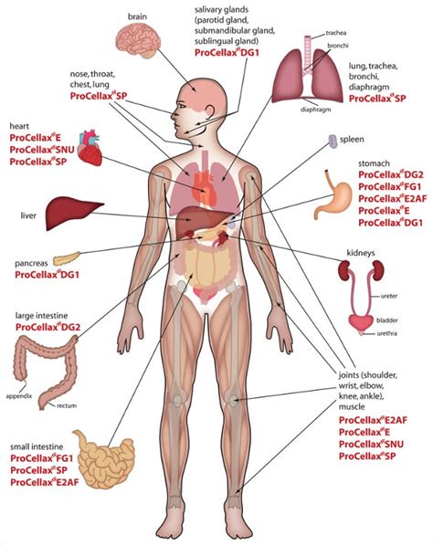 12+ Body Diagram - Printable Download | Free & Premium Templates