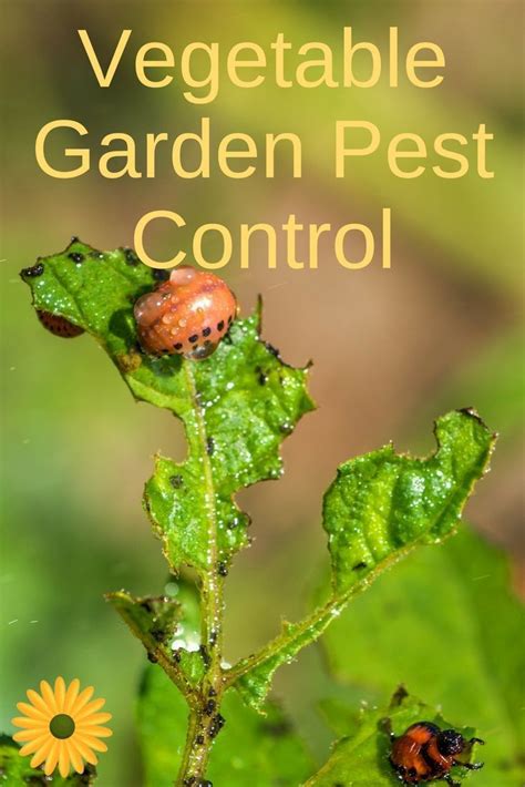 Vegetable Garden Pest Control Tricks Every Gardener Needs to Know ...