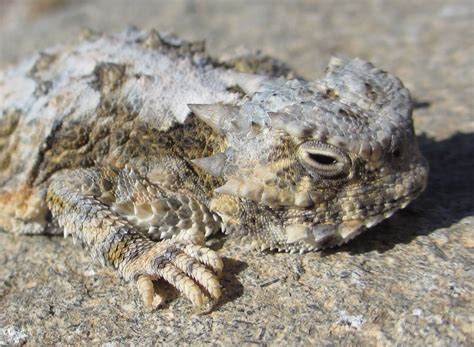 Cannundrums: Southern Desert Horned Lizard