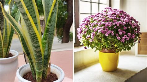 8 Best Indoor Plants That Release Oxygen at Night - Garden Beds