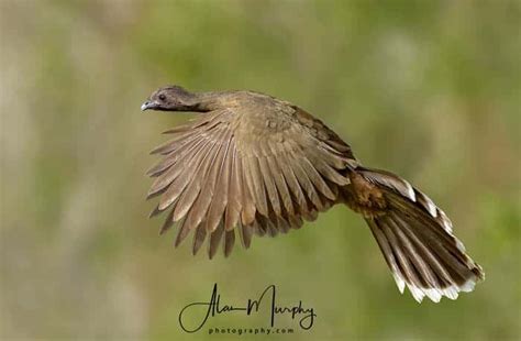 Plain Chachalaca | Focusing on Wildlife