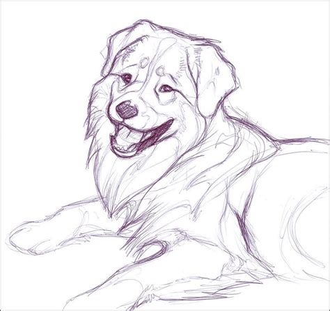 Australian Shepherd Drawing | Dog drawing tutorial, Animal drawings ...