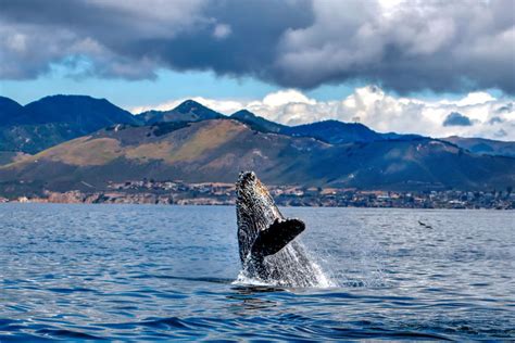 Whale Watching Update for San Luis Obispo and Avila Beach's best boat ...