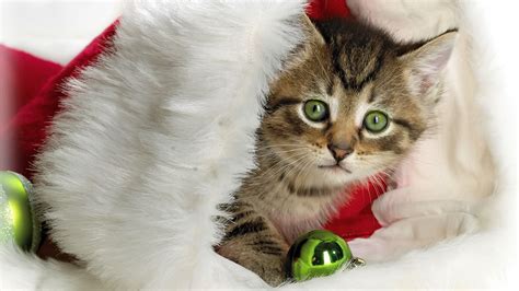 Cute Winter Cat Wallpapers - Wallpaper Cave