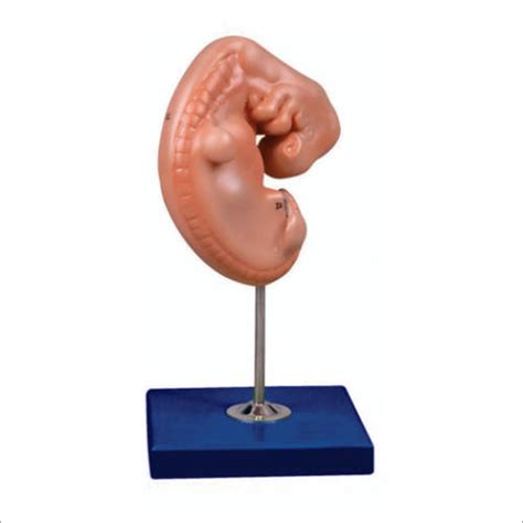 Embryo Models Manufacturer,Exporter,Supplier