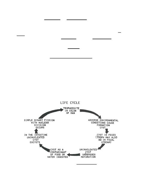 Figure 1-15. Life cycle of Endolimax nana. - Parasitology II