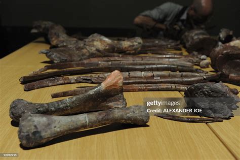 Bones of the 'Aardonyx Celestae', a newly discovered fossil skeleton ...