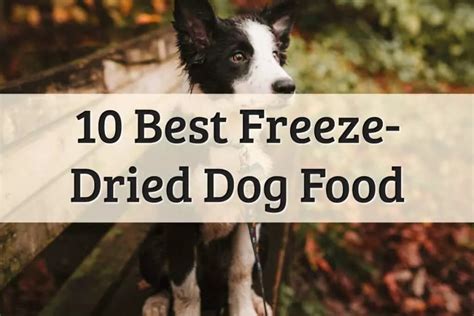 Best Freeze Dried Dog Food 2023 And Buyers Guide