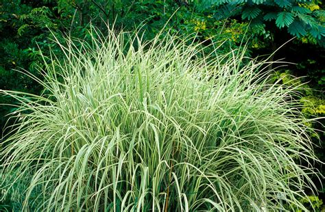 Best Ornamental Grasses for Privacy