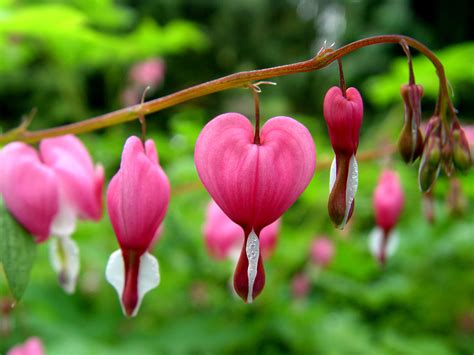 Old-fashioned bleeding heart | Garden Housecalls