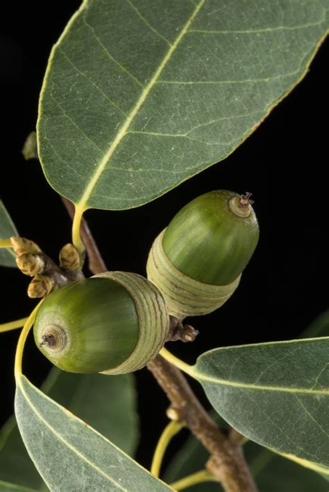 Quercus myrsinifolia - Bamboo Leaf Oak, Chinese Evergreen Oak ...