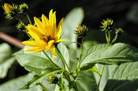 How to Grow Jerusalem Artichokes (Quick Tips) - Garden Gear Shop