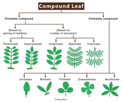 Compound Leaf- Definition, Type, Identification, Examples