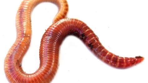 Petition · Make a worm emoji! · Change.org