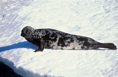 Foca de casco (Cystophora cristata)