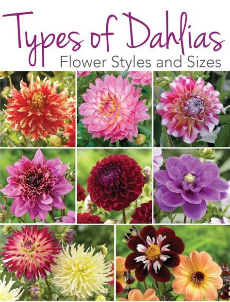 Types of Dahlias: Flower Styles and Sizes | Flower garden, Dahlia ...