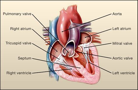 Lasker Award to Heart Valve Pioneers: Cell