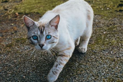 Snow Bengal Cat: Everything You Need to Know - That Cuddly Cat