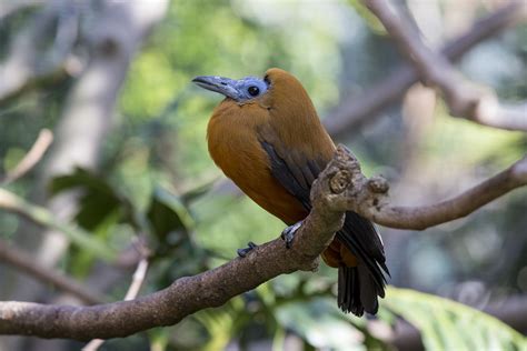 Capuchin Bird | Bird, Animals, Bird photo