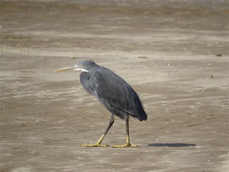 Ras al Khor Wildlife Sanctuary | Birdingplaces.eu