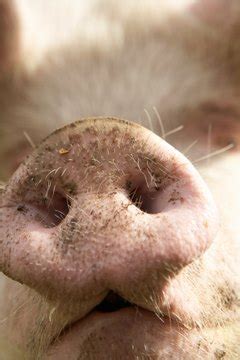 Facts of Nose Rings In Pigs | Animals - mom.me