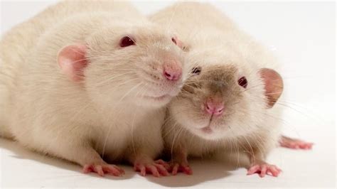 5 reasons why rats make the best pets | Explore | Awesome Activities ...