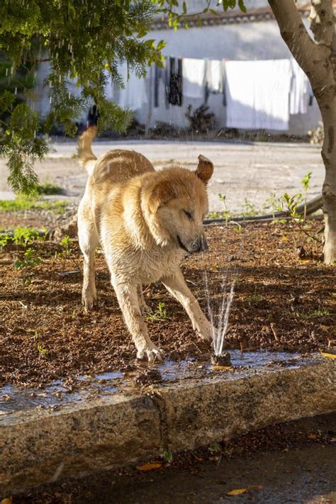 Puppy Dog Playing with Water Stock Photo - Image of banner, breed ...