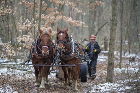 Workhorses of sustainability - Adirondack Explorer