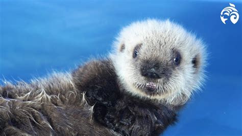 Cutest Sea Otter Pup | Meet Hardy | Vancouver Aquarium | Doovi