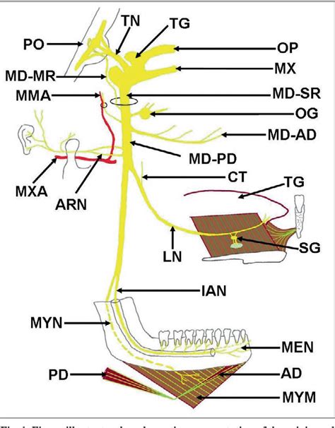 Figure 2 from Anatomy and clinical applications of the mandibular nerve ...