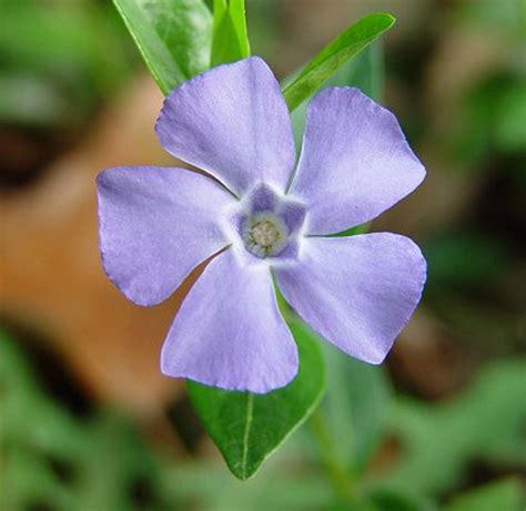 common periwinkle, Invasive Plants of the Eastern United States