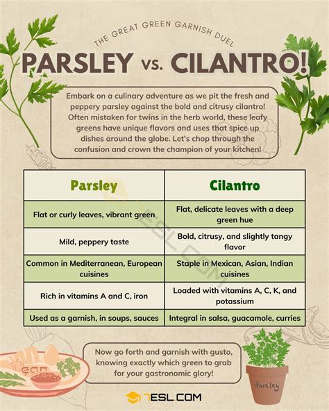 Parsley vs. Cilantro: What's the Difference? • 7ESL