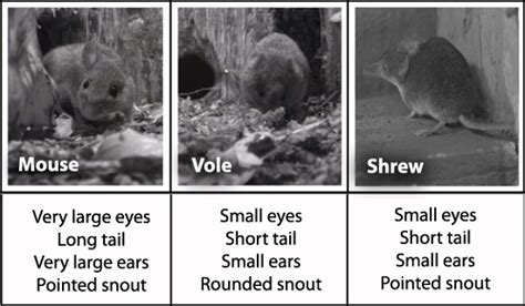 BBC - Nature UK: Mice, shrews and voles - a quick guide