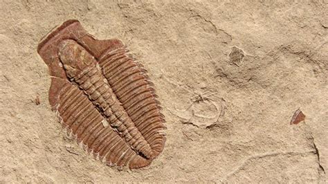 Cambrian Explosion Alive and Well | The Institute for Creation Research