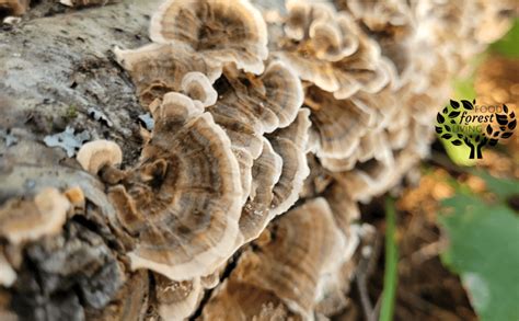 What is a Mushroom Log? Everything to Know – Food Forest Living