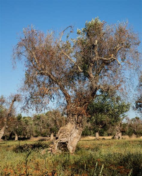 Infested Olive Trees Bacterium Xylella Fastidiosa, Salento, South Italy ...