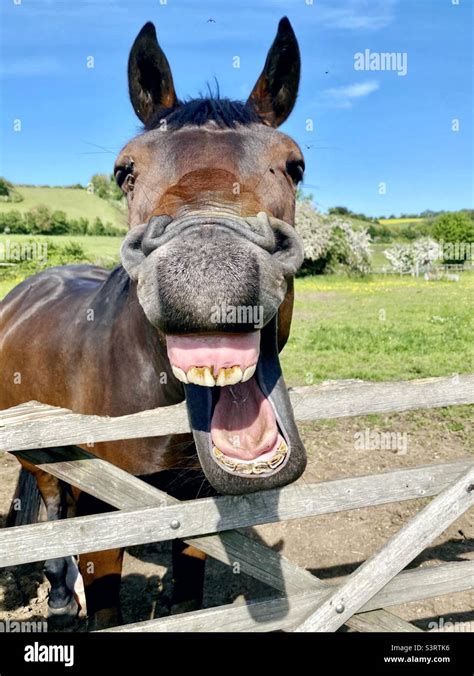 Horse teeth hi-res stock photography and images - Alamy