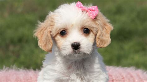 What Size Crate Does A Cavachon Need