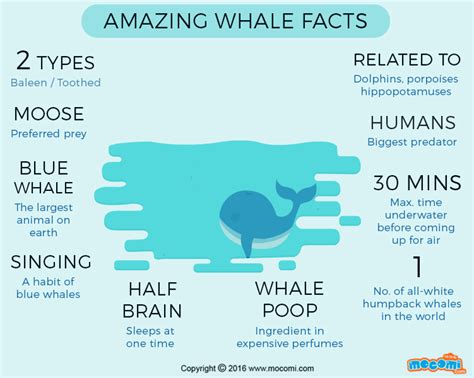 Printable Whale Facts For Kids