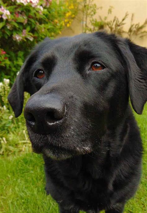 Black Lab - A Complete Guide to the Black Labrador Retriever